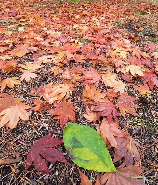 Wild, Jamie and Judy 아티스트의 Washington State-Autumn colored maple leaves with green red alder leaf작품입니다.